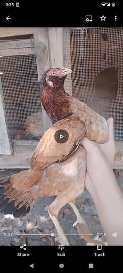 Pure aseel Two hens. Breedar . egg laying . quality bird