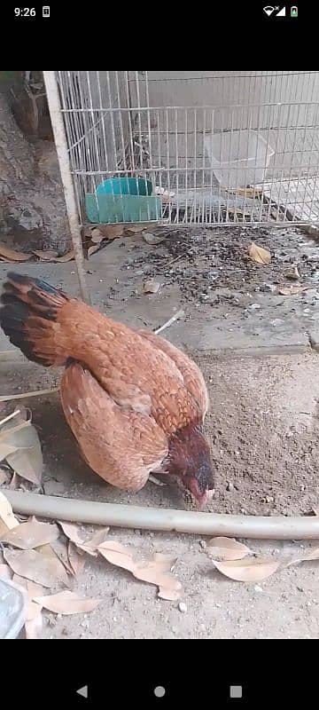 Pure aseel Two hens. Breedar . egg laying . quality bird 2