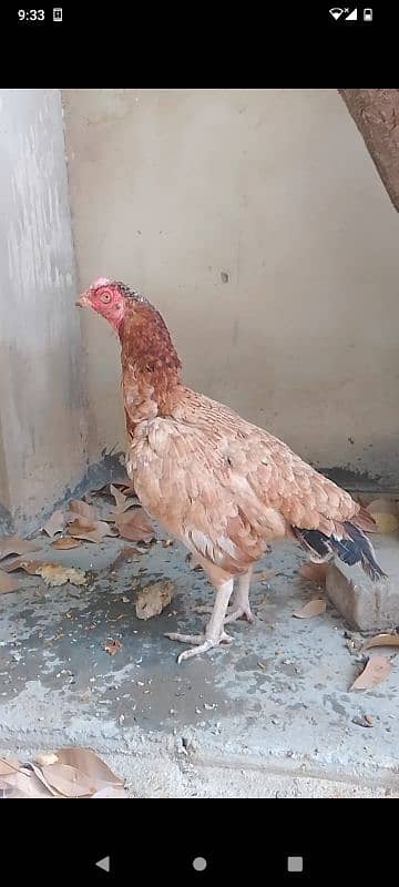 Pure aseel Two hens. Breedar . egg laying . quality bird 3