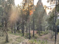 1 Kanal Residential plot for sale in Pine Wood Club Near Patriata