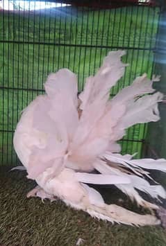 fancy pigeons