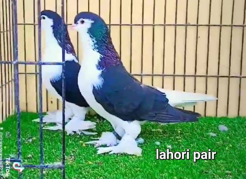 fancy pigeons 4