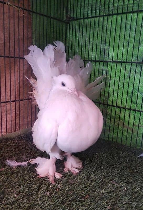 fancy pigeons 5