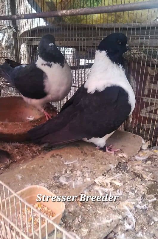 fancy pigeons 6