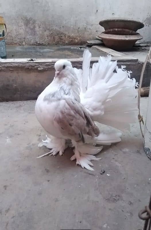 fancy pigeons 11