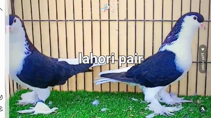 fancy pigeons 13