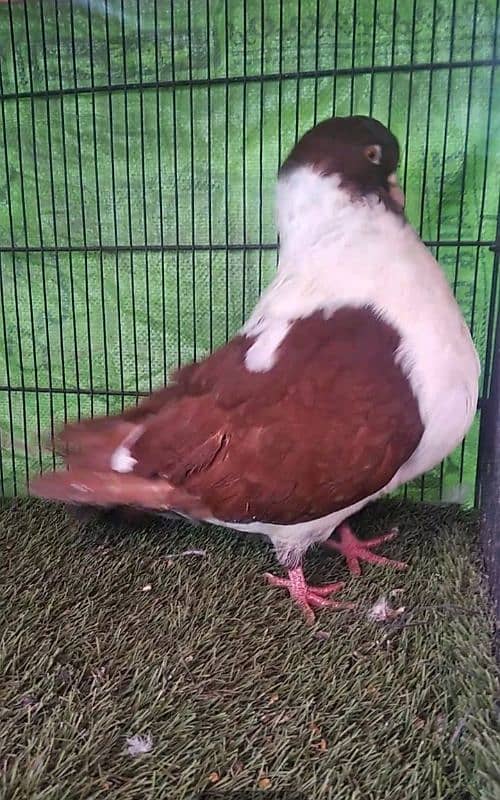 fancy pigeons 18