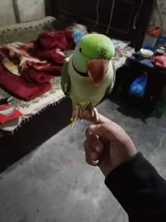 raw parrot