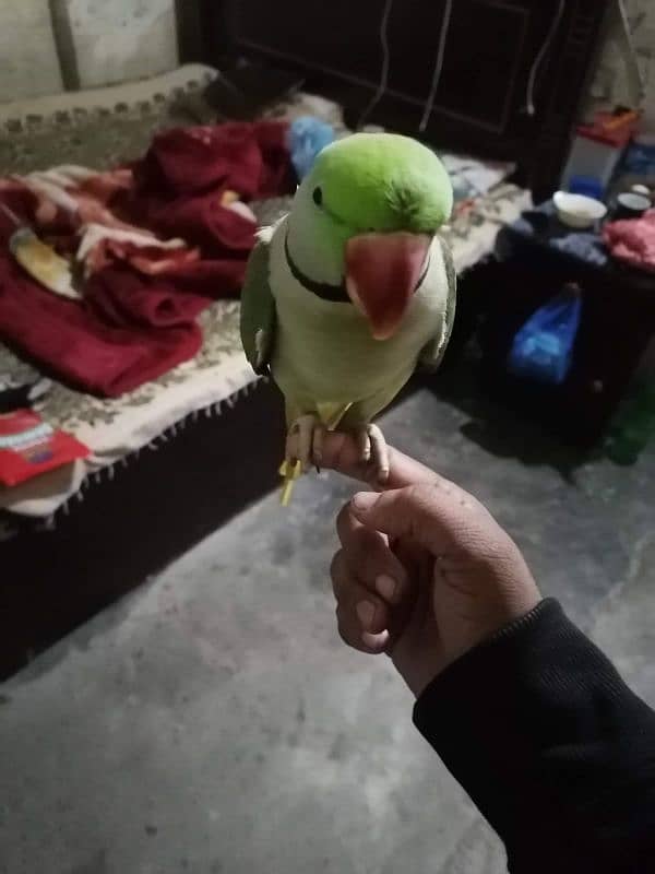 raw parrot 0