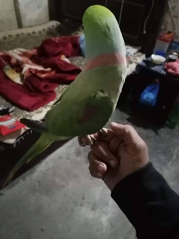 raw parrot 1