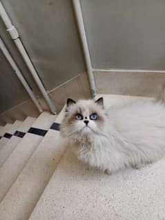 Persian cat/Persian kittens/triple coated/Ragdoll breed/