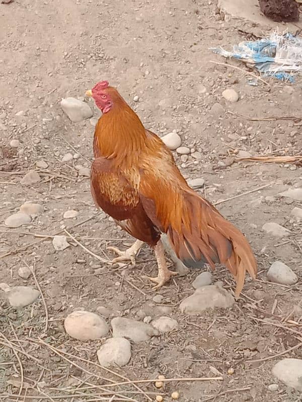 Mianwali Aseel Male available for sale 0