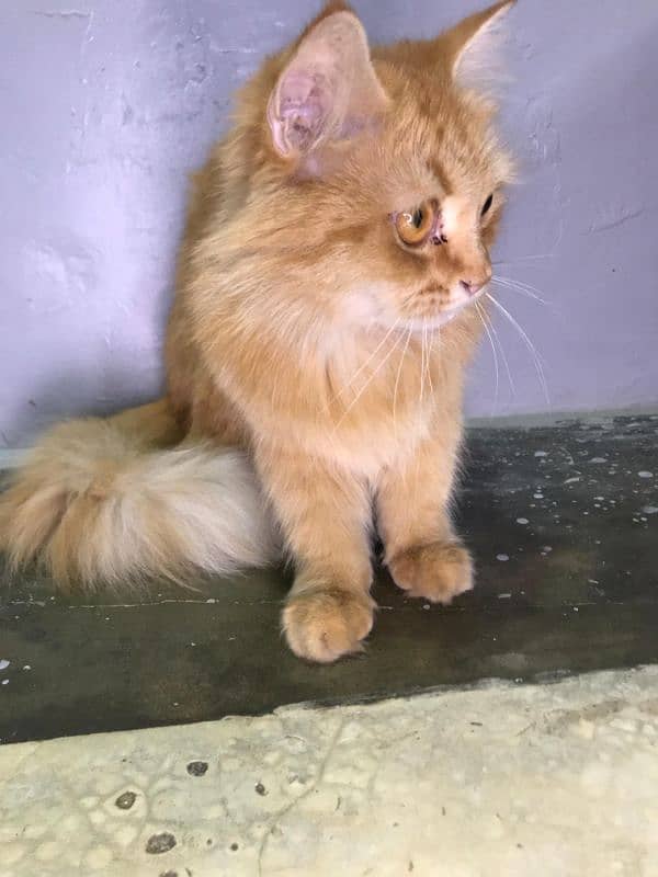 Persian cat 1