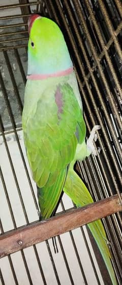 Kashmiri Raw parrot