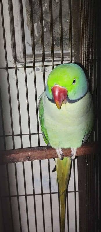 Kashmiri Raw parrot 1