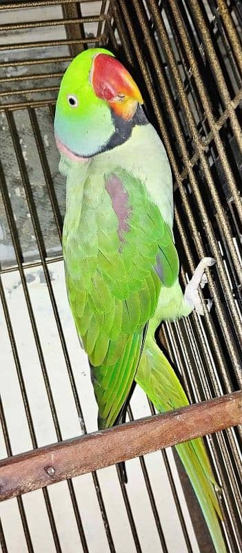 Kashmiri Raw parrot 2