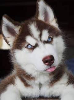 Husky puppies 03365993385