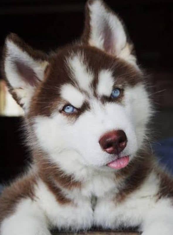 Husky puppies 03365993385 0