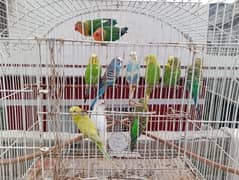 Australian parrots/ budgies/ love bird