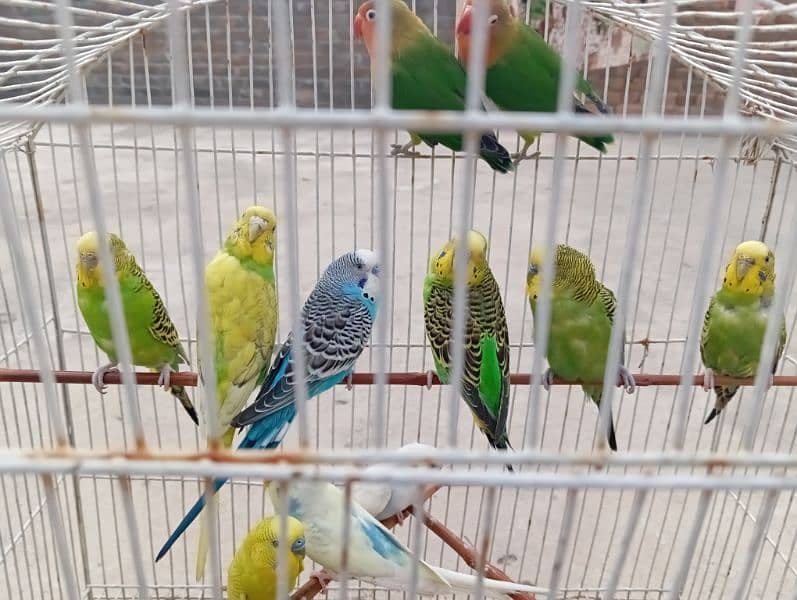 Australian parrots/ budgies/ love bird 1