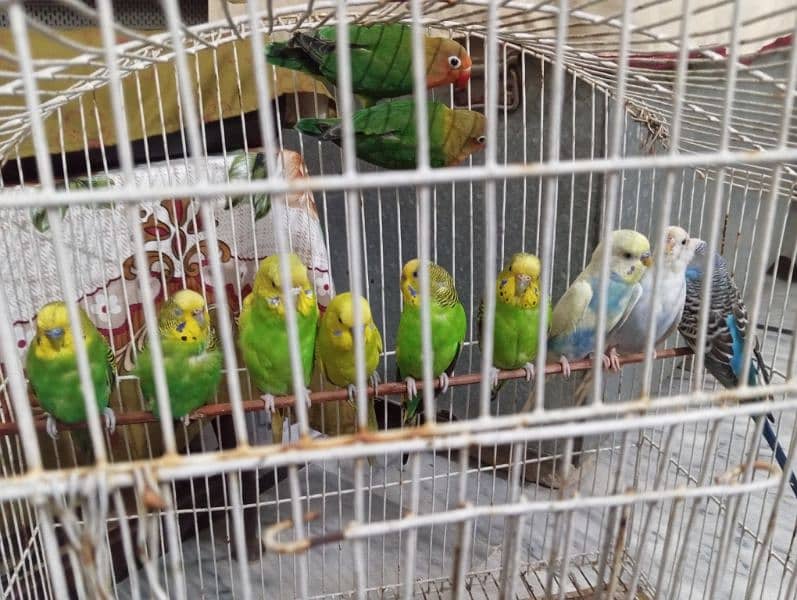 Australian parrots/ budgies/ love bird 2