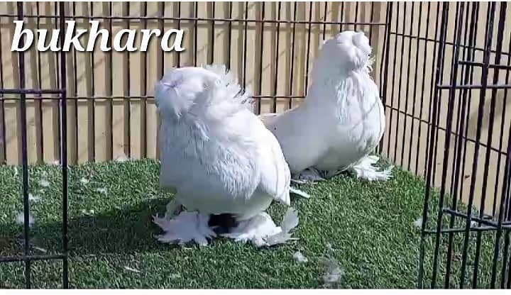 fancy pigeons 1