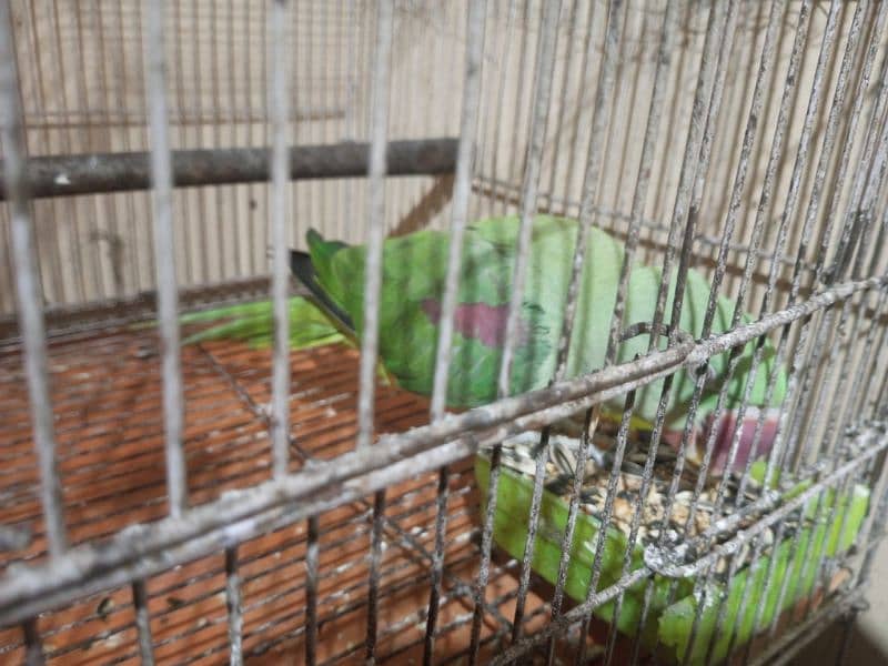 Raw parrot for sale 0