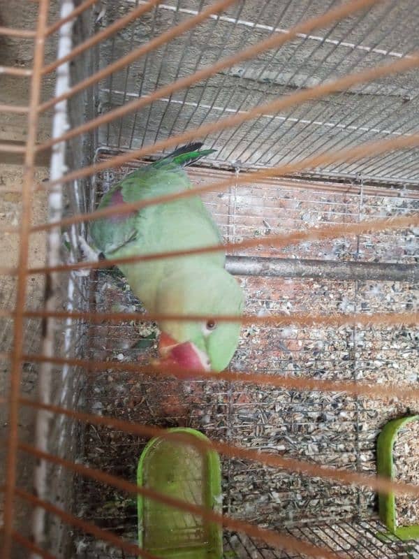 Raw parrot for sale 1