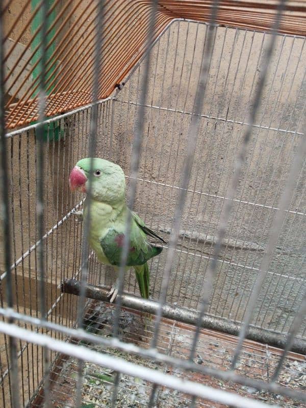 Raw parrot for sale 2