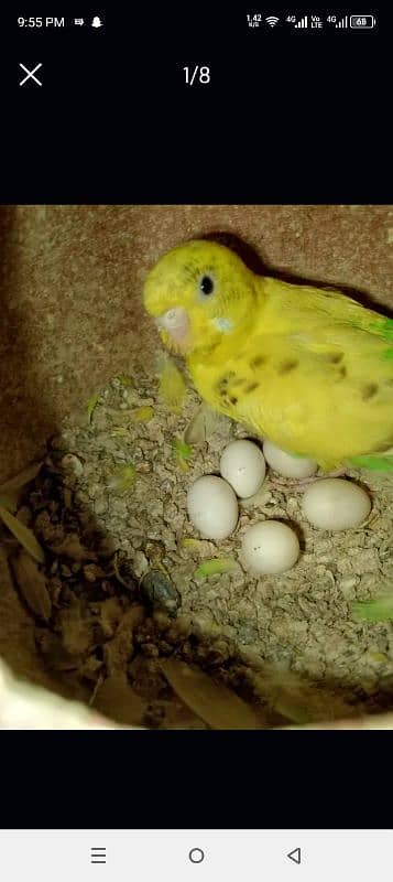 bilal