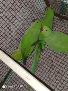 ringneck parrot for sale