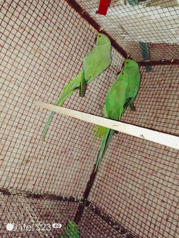 ringneck parrot for sale 1