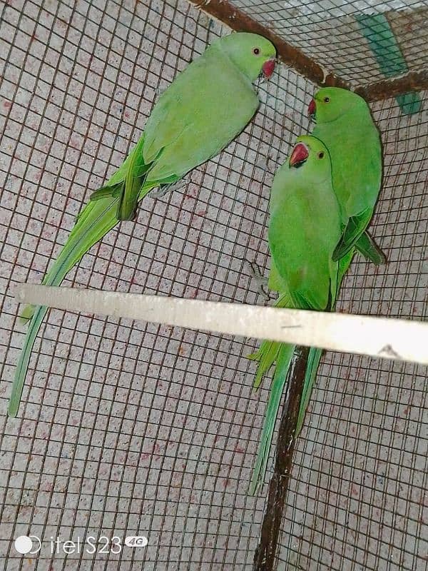 ringneck parrot for sale 2