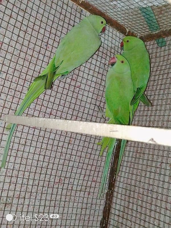 ringneck parrot for sale 3