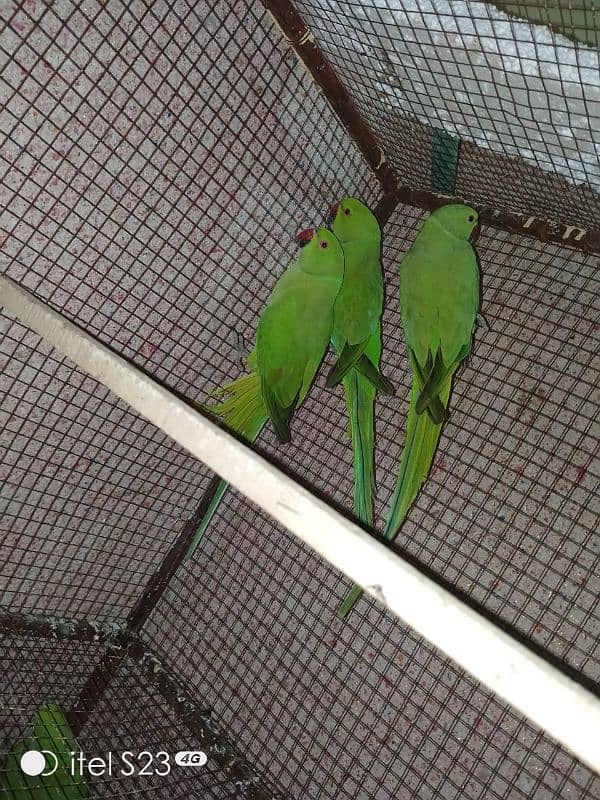 ringneck parrot for sale 4