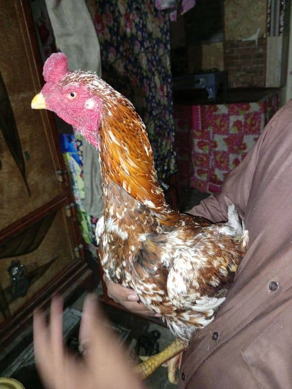 long hight murga for sale 03062533205 4