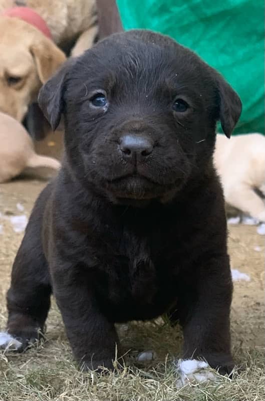 labrador puppy pair 0