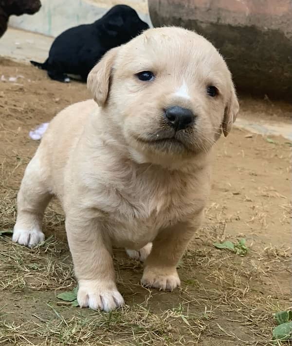 labrador puppy pair 1