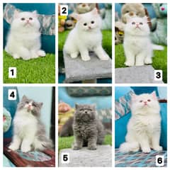 PURE BREED GIFT QUALITY HEALTHY KITTENS TRIPLE COAT