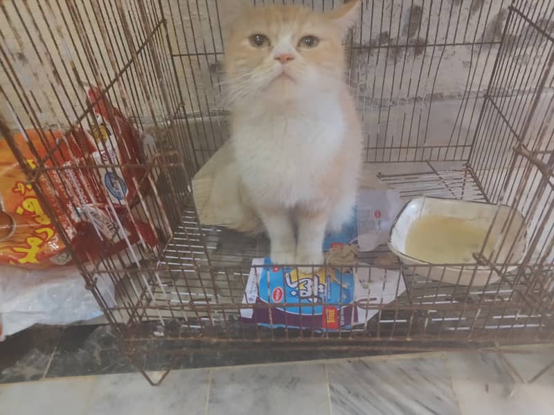 Very Fluffy Persian Breed Ginger Colour Male Cat Sale In Faisalabad 6