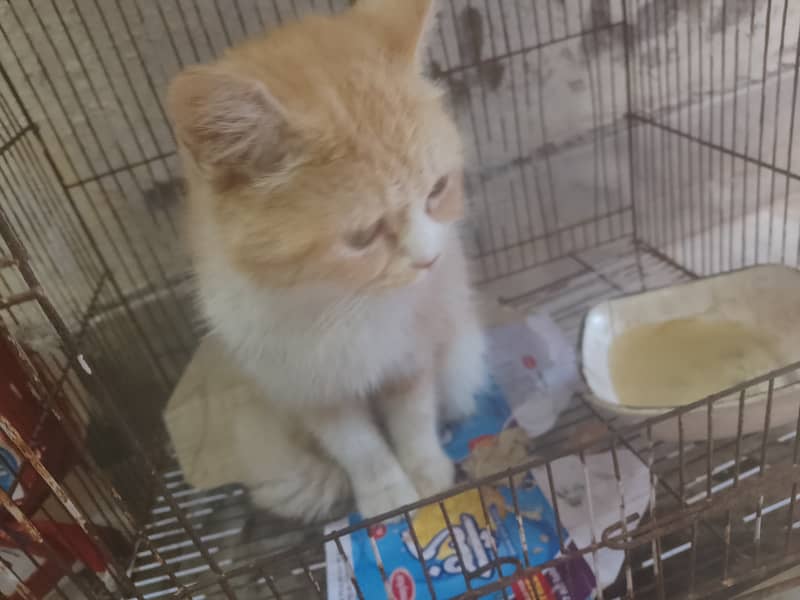 Very Fluffy Persian Breed Ginger Colour Male Cat Sale In Faisalabad 7