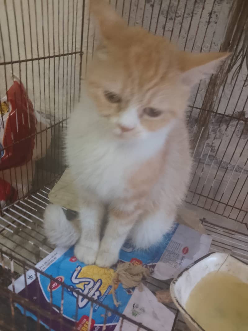 Very Fluffy Persian Breed Ginger Colour Male Cat Sale In Faisalabad 8