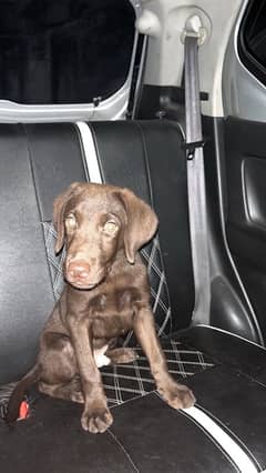 Labrador puppy