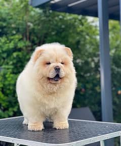 Chow Chow Puppies in pakistan