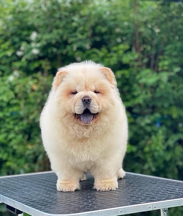 Chow Chow Puppies in pakistan 1