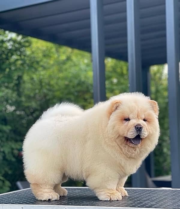 Chow Chow Puppies in pakistan 2