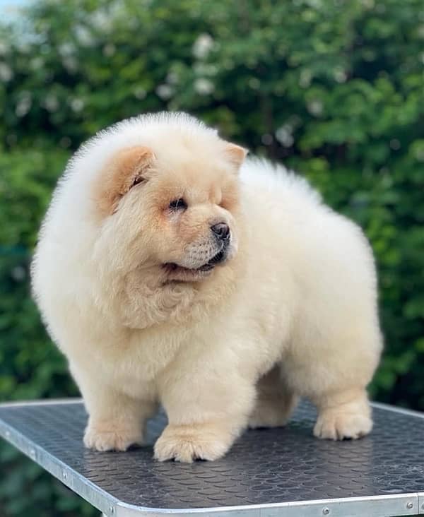 Chow Chow Puppies in pakistan 3