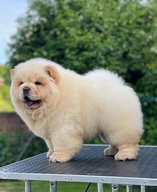 Chow Chow Puppies in pakistan 4