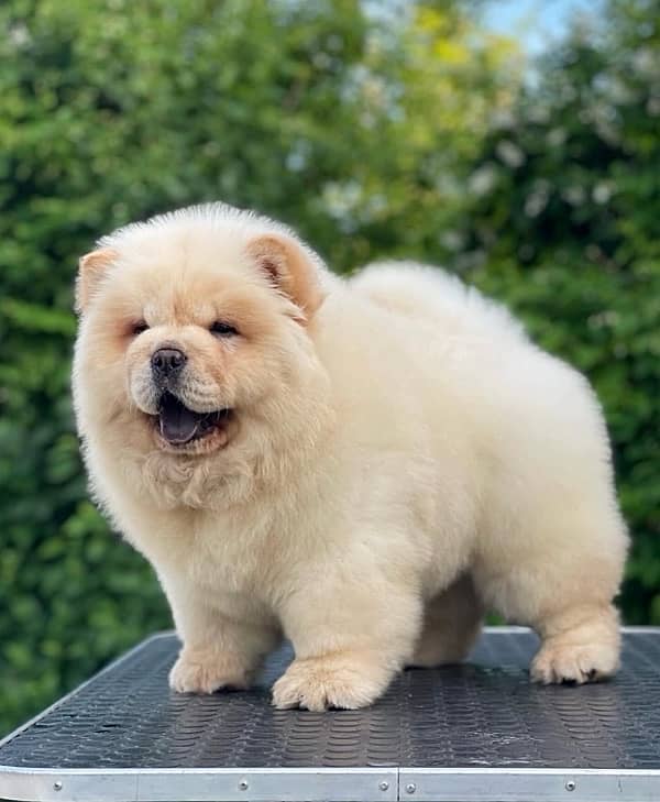 Chow Chow Puppies in pakistan 5