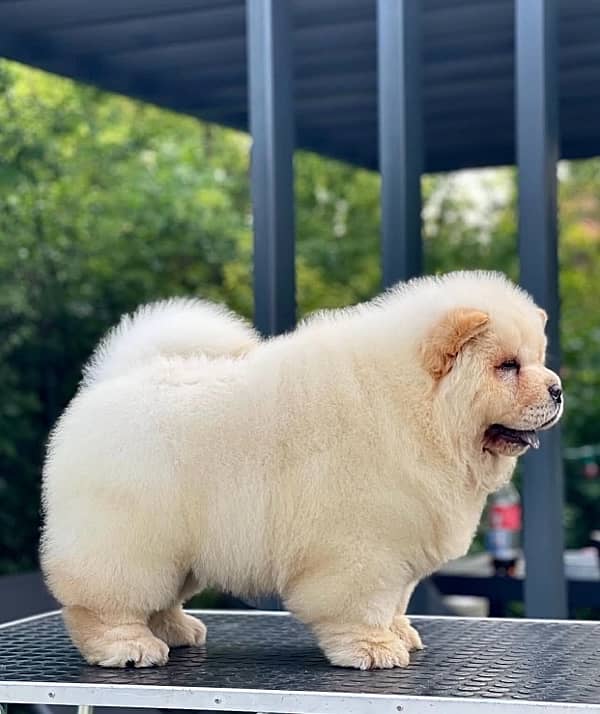 Chow Chow Puppies in pakistan 6